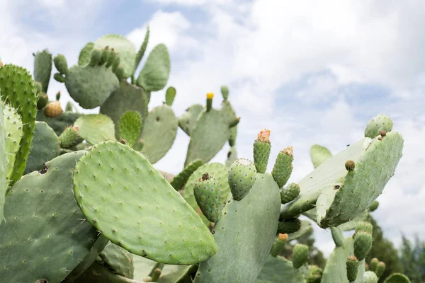 Opuntia Ficus Indica Gyümölcs Fügekaktusz — Stock Fotó