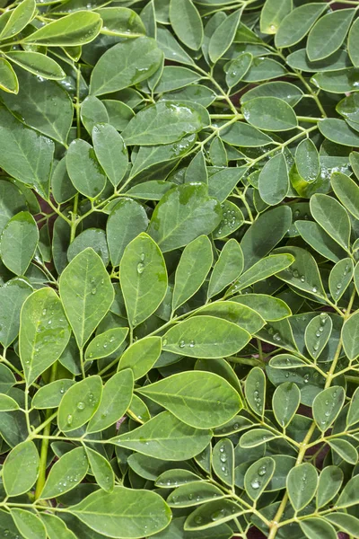 Verse Moringa Bladeren Moringa Oleifera Bovenaanzicht — Stockfoto