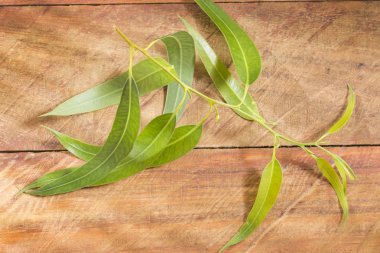 Ahşap arka plan - Eucalyptus globulus taze okaliptüs yaprakları