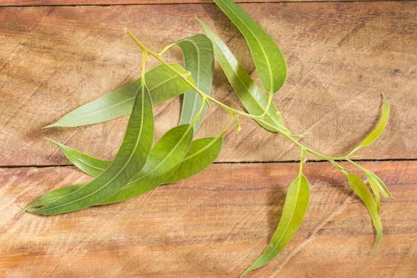 Ahşap arka plan - Eucalyptus globulus taze okaliptüs yaprakları