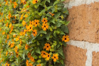 İri Susan asma ile kafes - Thunbergia alata