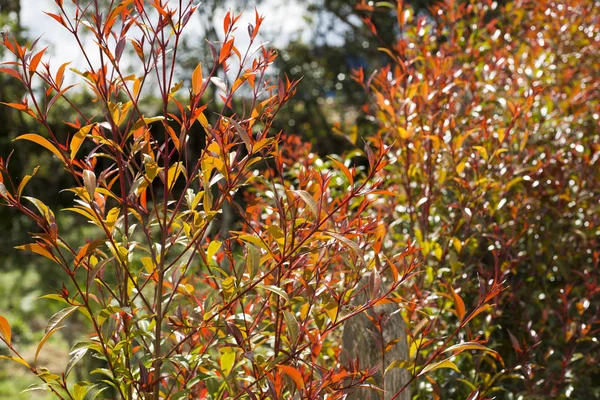 Drzewo Eugenia Syzygium Campanulatum Kolumbia — Zdjęcie stockowe