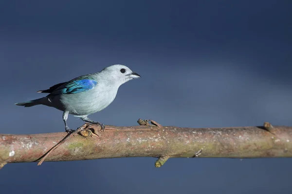 Hermoso Pájaro Azulejo Común Thraupis Episcopus —  Fotos de Stock