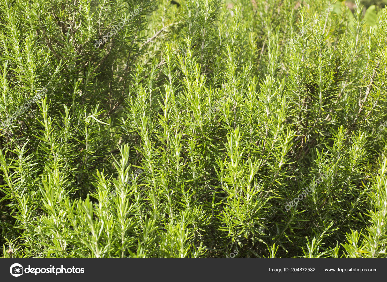 fresh rosemary herb grow