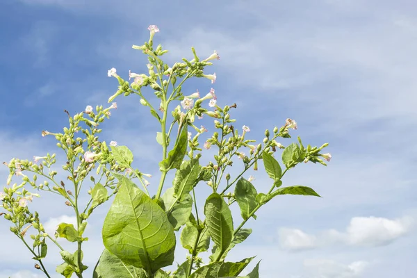 Tobacco flowers on tobacco field and blue sky background