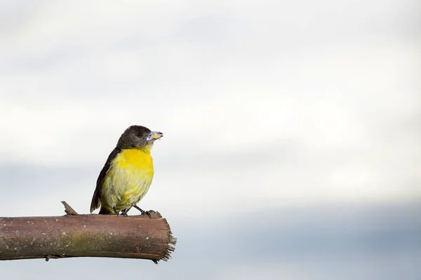 Portrait Flame Rumped Tanager Ramphocelus Flammigerus Female — Stock Photo, Image