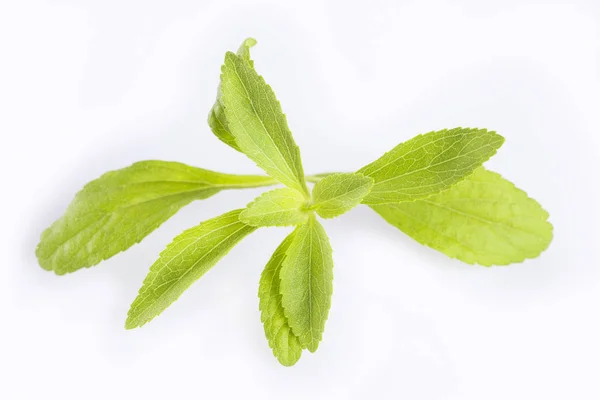 Fresh Green Leaves Stevia Stevia Rebaudiana White Background — Stock Photo, Image