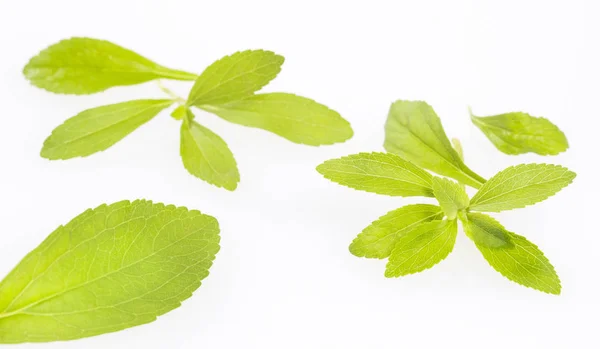 Stevia Fresca Foglie Verdi Stevia Rebaudiana Fondo Bianco — Foto Stock