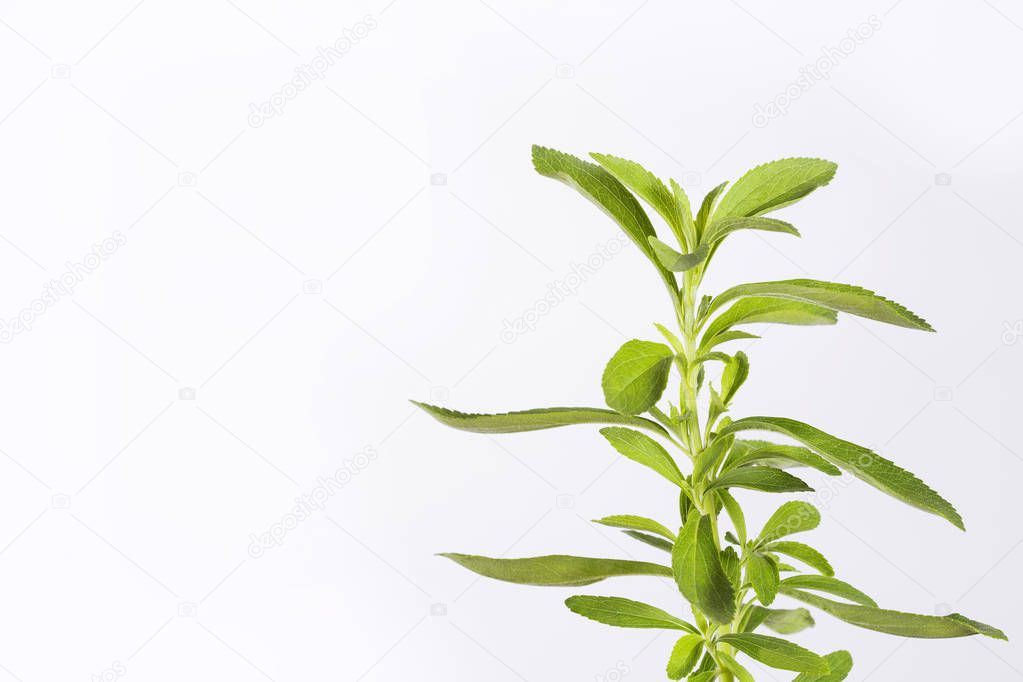 Fresh green leaves stevia - Stevia rebaudiana. White background