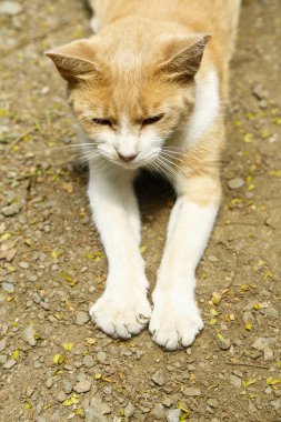 Sokağın ortasında turuncu kedi