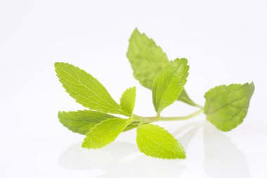 Taze yeşil stevia - Stevia rebaudiana bırakır..