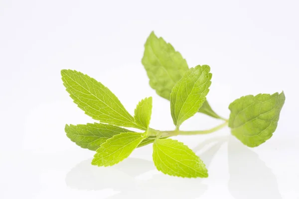 Fresh Green Leaves Stevia Stevia Rebaudiana — Stock Photo, Image