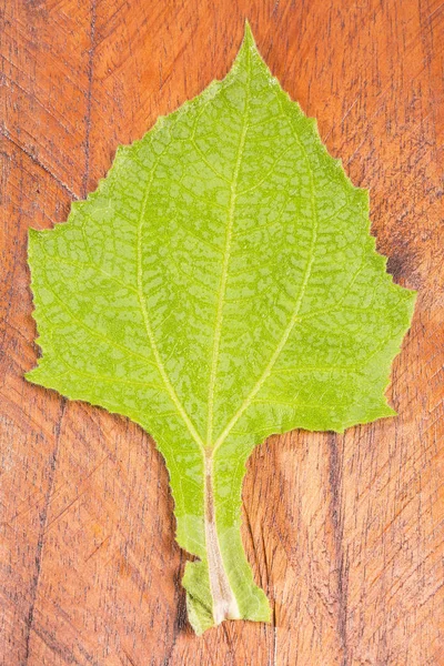 Foglia Organica Yacon Smallanthus Sonchifolius Sfondo Legno — Foto Stock