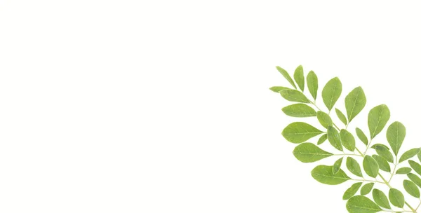 Ekologisk Moringa Blad Moringa Oleifera Text Utrymme — Stockfoto