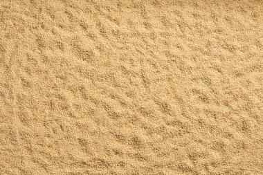 Amaranth - Amaranthus organik tohum