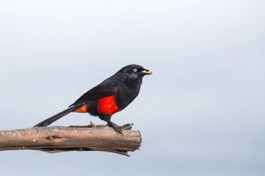 Bull yangın bel - Ramphocelus flammigerus kanı