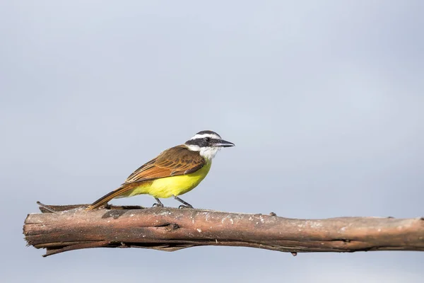 Blåkindad Flugsnappare Myiozetetes Cayanensis — Stockfoto