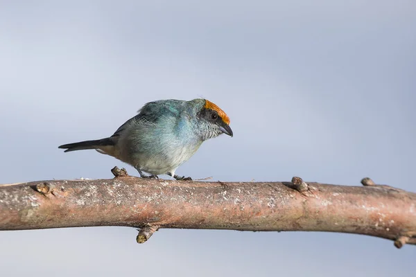 Tanager Bird Tangara Vitriolina — Stock Photo, Image