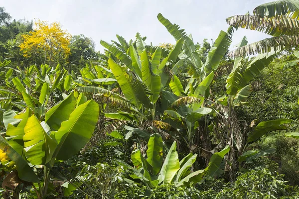 Plantas Banana Bela Selva Colombiana — Fotografia de Stock