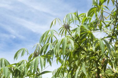 Manyok plantasyon tarım - Manihot esculenta