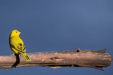 Güzel kuş. Safran finch - Sicalis flaveola. Kolombiya