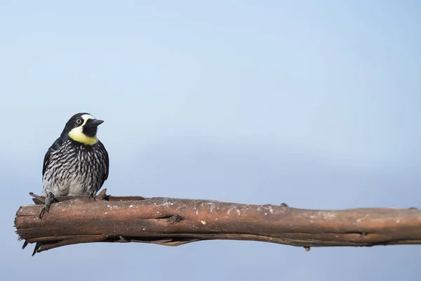 Acorn Woodpecker Melanerpes Formicivorus Colombia — Stock Photo, Image