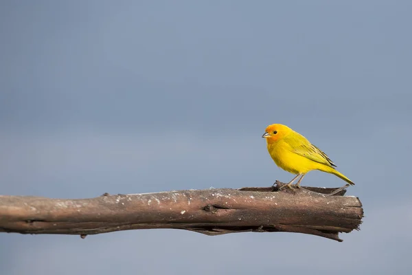 Beautiful Bird Saffron Finch Sicalis Flaveola Colombia — Stock Photo, Image