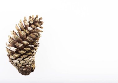 Çam kozalağı beyaz arka plan üzerinde - Pinus patula izole