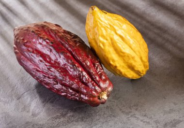 Kakao meyve - Theobroma kakao. Üstten Görünüm