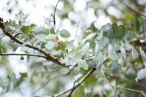 Las hojas redondas del Eucalyptus Cinerea en el campo —  Fotos de Stock