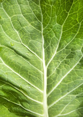 Yabani lahana yaprağı - Brassica oleracea. Üstten Görünüm