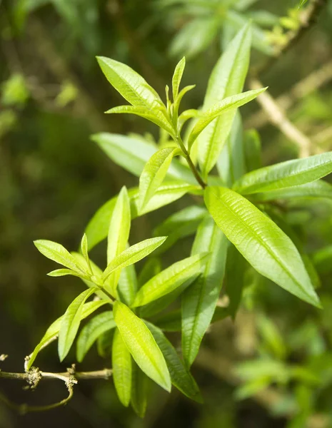 Lemon verbena zöld levelek - Aloysia citrodora. Szemközti nézet — Stock Fotó