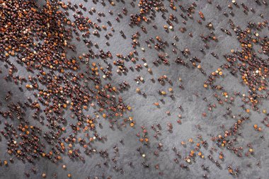 Siyah Quinoa tohumları-Chenopodium Quinoa. Üst görünüm