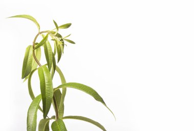 Taze limon Verbena bitki-Aloysia citrodora. Beyaz arka plan
