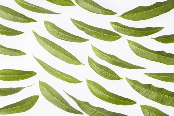Φρέσκα φύλλα Λουίζα-Αλυσία citrodora — Φωτογραφία Αρχείου