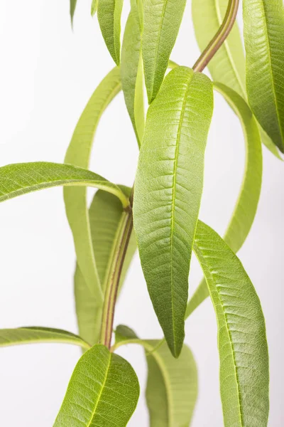 Fresh lemon verbena plant - Aloysia citrodora. White background