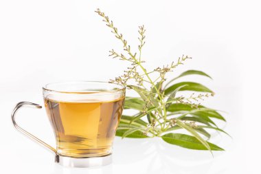 Limon Verbena ile çay-Aloysia citrodora. Beyaz arka plan