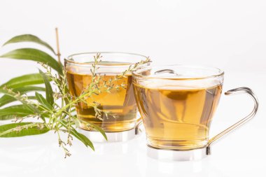 Limon Verbena ile çay-Aloysia citrodora. Beyaz arka plan