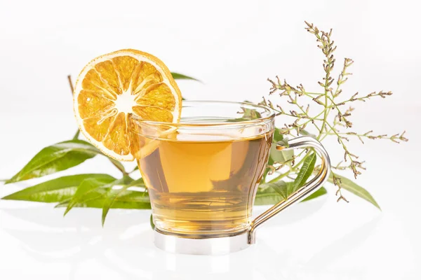 Té con verbena de limón - Aloysia citrodora. Fondo blanco —  Fotos de Stock