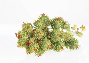 Hint fasulyesi bitkileri - Ricinus communis