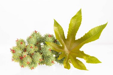 Hint fasulyesi bitkileri - Ricinus communis