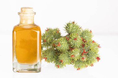 Fasulye ve hint yağı - Ricinus communis