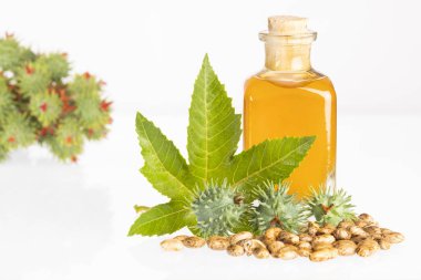 Fasulye ve hint yağı - Ricinus communis