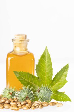 Fasulye ve hint yağı - Ricinus communis