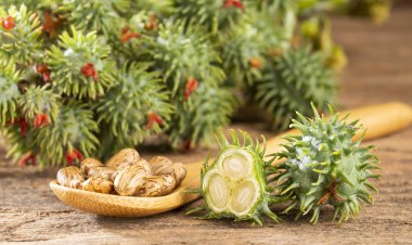 Hint fasulyesi bitkileri - Ricinus communis