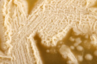 Candida spp. - tek hücreli mantarlar. Üstte görüntü