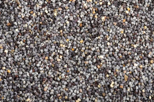 Organik haşhaş tohumu - En iyi görünüm