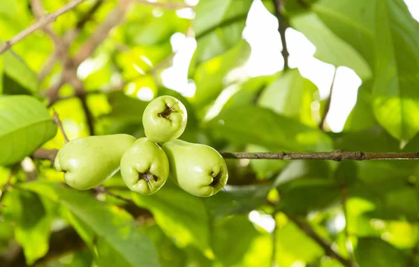 Syzygium malaccense - Mawar apel Melayu — Stok Foto