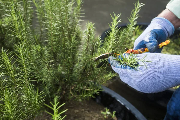 Rosmarinus officinalis-ember összegyűjti a friss rozmaring gyógynövény a kertben — Stock Fotó