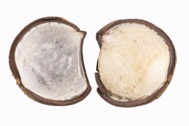 Sacha meyve kurutulmuş tohumlar - Inchi fıstık - Plukenetia volubilis. Beyaz arka plan